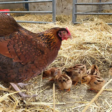 High Kiln Bank Ulpha