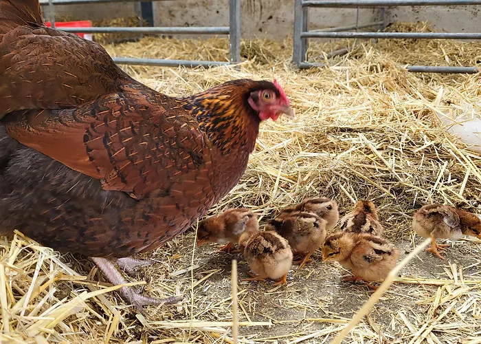 High Kiln Bank Ulpha